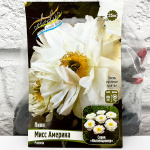 Пион МИСС АМЕРИКА