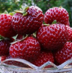 Земляника (Клубника) Фрау Майз Шиндлер (5шт) 5529