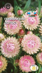 Гелихризум Лотос серебристо-розовый
