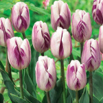 Витрина Тюльпан Рембранта/Триумф 7130 Флеминг Флэг (бело-пурпурный 11/12) 1шт