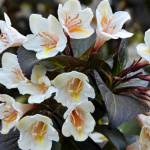 Вейгела Эбони энд Айвори 4925