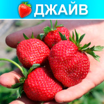 Земляника (Клубника) Джайв в стаканчике