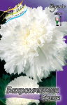 Бегония Бахромчатая Белая (1шт) 2725