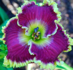 Лилейник Малберри Фризз (1шт) 5546