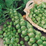 Капуста брюссельская Орешки 12шт