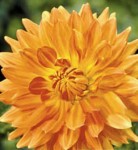 Георгин Мотто (1шт) 4425