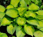 Хоста Бразен Стефан 1шт