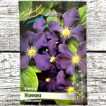 Клематис ЖАКМАНА (3 ГРУППА ОБРЕЗКИ)