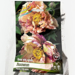 Пион ито-гибрид ЛОЛЛИПОП