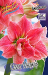 Амариллис Свит Нимф (1шт) 4501