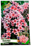 ФЛОКС ПАЛЬМИРА (PALMYRA) 
