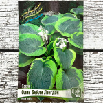 Хоста ОЛИВ БЕЙЛИ ЛЕНГДОН