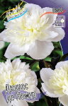 Paeonia Duchesse De Nemours