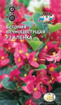 Бегония Аленка (вечноцветущая, малиново-розовая)