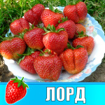 Земляника (Клубника) Лорд в стаканчике