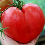 Томат Бычье сердце красное (20шт)