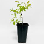 Жимолость Морена