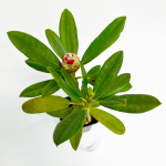 Рододендрон гибридный Хельсински Университет