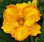 Лилейник Орандж Нассау (1шт) 4628