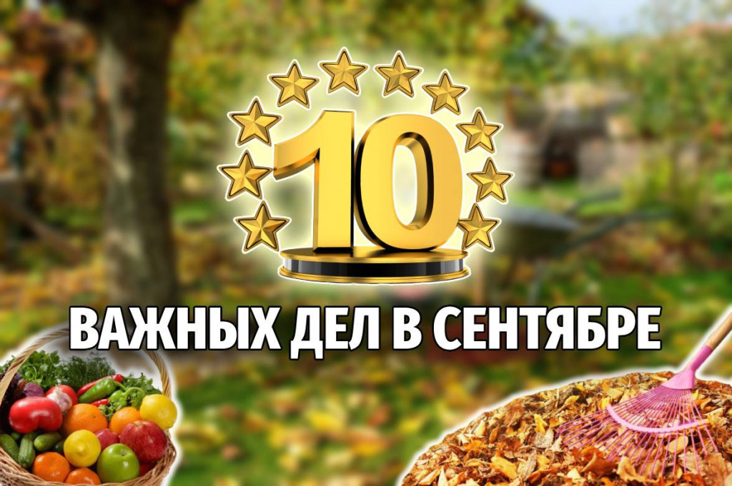 10 важных дел в сентябре в саду и огороде