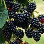 Ежевика Лох Несс 7503