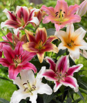 Лилия Гибридс Микс (5шт)