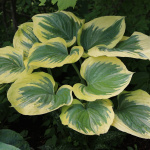 Хоста Эрф Энджел (1шт)