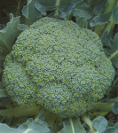 Капуста брокколи Батавия, 15 шт Голландия