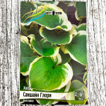 Хоста САНШАЙН ГЛОРИ