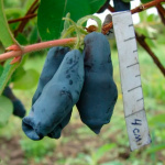 Жимолость Дочь Великана