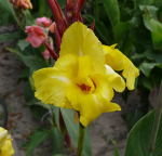 Канна Стрипед Бьюти 1шт