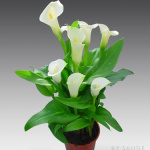 Калла Элеган Свон (1шт) 6493