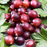 Крыжовник Каптиватор 5069