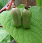 Актинидия  коломикта Сентябрьская 7494