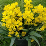 Лук декор. Моли (золотой) (15шт)