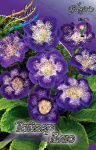 Gloxinia Tiger Blue