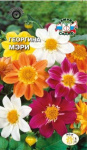 Георгина Мэри (смесь цветов с красными листьями)