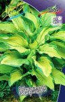Хоста Шармон (5шт) 3139