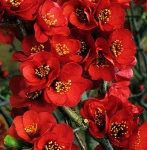 Айва прекрасная (хеномелес) Симона 7482