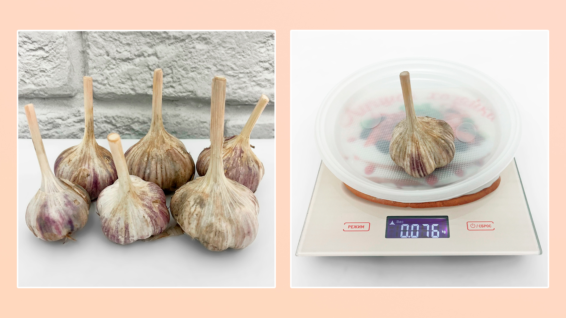 ОЗИМЫЙ ЧЕСНОК