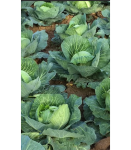 Капуста белокочанная Зарница F1