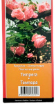 Плетистая роза ТЕМПЕРА TEMPERA (2)