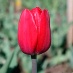 Тюльпан Рэд Пауэр (1шт)