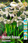 Подснежник Флоре Плено (5)