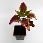 Колеус саженцы