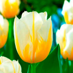 Тюльпан Флэминг Кокетт (1шт)