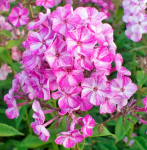 Флокс Пурпл Шейдс (2шт)