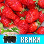 Земляника (Клубника) Квики в кассете