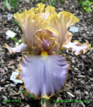 Ирис Германский Соап Опера (1шт) 2147