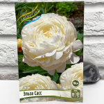 Пион ЭЛЬЗА САСС